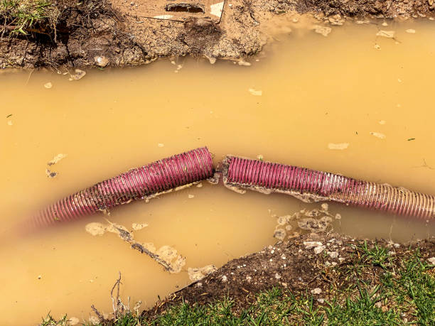Best Flood restoration services  in Morgantown, MS